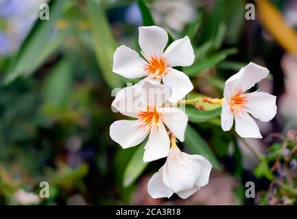 Die weiße Blume einer Oleanderpflanze. Gartenarbeit und Botanik Stockfoto