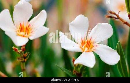 Die weiße Blume einer Oleanderpflanze. Gartenarbeit und Botanik Stockfoto