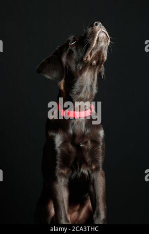 Labrador Welpe in Studiobeleuchtung und dunklem Hintergrund mit rotem Kragen Stockfoto