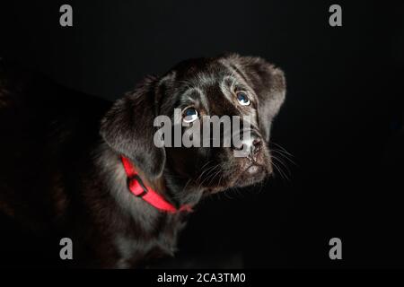 Labrador Welpe in Studiobeleuchtung und dunklem Hintergrund mit rotem Kragen Stockfoto
