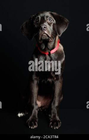 Labrador Welpe in Studiobeleuchtung und dunklem Hintergrund mit rotem Kragen Stockfoto