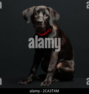 Labrador Welpe in Studiobeleuchtung und dunklem Hintergrund mit rotem Kragen Stockfoto