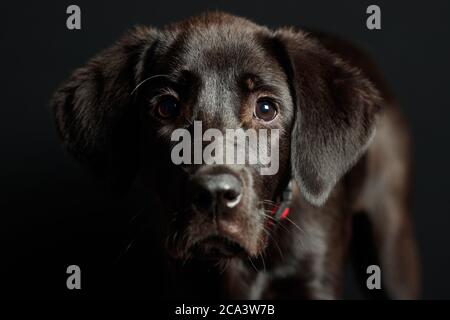 Labrador Welpe in Studiobeleuchtung und dunklem Hintergrund mit rotem Kragen Stockfoto