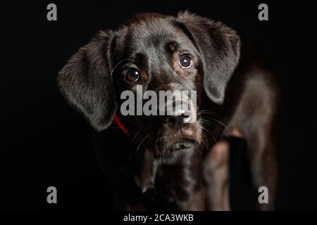 Labrador Welpe in Studiobeleuchtung und dunklem Hintergrund mit rotem Kragen