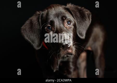 Labrador Welpe in Studiobeleuchtung und dunklem Hintergrund mit rotem Kragen