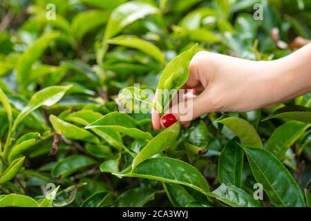 Aus der Nähe sammelt das Mädchen sanft die oberen Teeblätter aus grünen Büschen hoch in den Bergen. Tea Valley Teeproduktion. Stockfoto