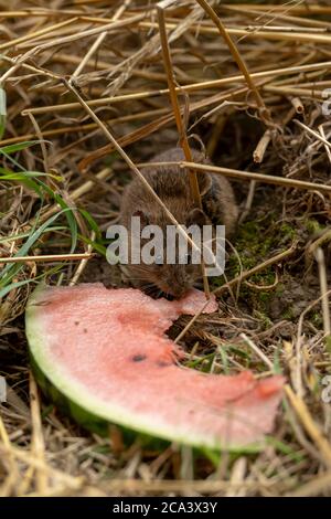 Kleine braune Feldmaus sitzt im trockenen Gras und frisst ein Stück Wassermelone Stockfoto