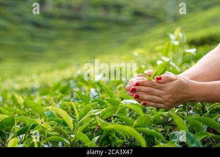 Aus der Nähe sammelt das Mädchen sanft die oberen Teeblätter aus grünen Büschen hoch in den Bergen. Tea Valley Teeproduktion. Stockfoto