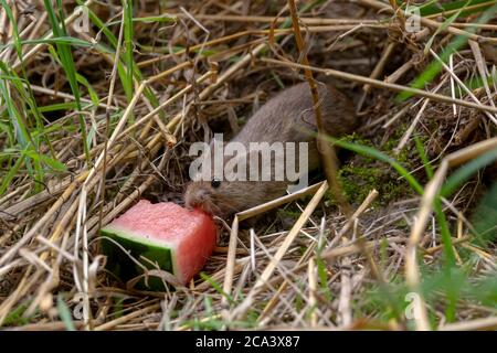 Kleine braune Feldmaus sitzt im trockenen Gras und frisst ein Stück Wassermelone Stockfoto