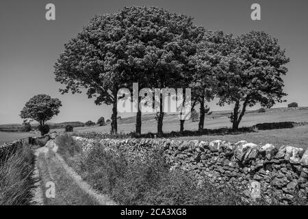 Eine Reihe von Platanen im White Peak in der Nähe von Biggin, Peak District National Park, Derbyshire Stockfoto