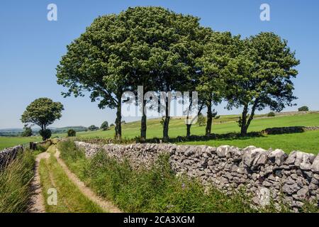 Eine Reihe von Platanen im White Peak in der Nähe von Biggin, Peak District National Park, Derbyshire Stockfoto