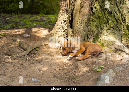 Der Welpe schläft auf den Wurzeln eines Baumes Stockfoto