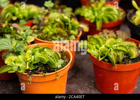 Haushalt Indoor räuberische Blumen Fliegenfänger in Töpfen. Hausangepflanzenladen Stockfoto