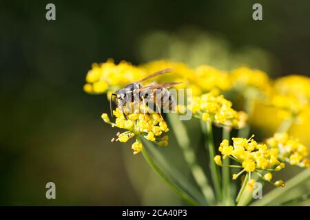 Eine Wespe, die auf blühendem Fenchel, Foeniculum vulgare, wild am Rande eines Fußweges wächst. Dorset England GB Stockfoto