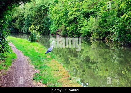 Graureiher am Ufer des Grand Union Canal in Stoke Hammond, Milton Keynes Stockfoto