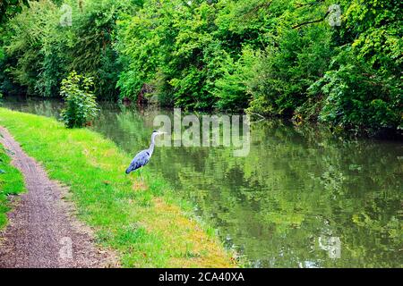 Graureiher am Ufer des Grand Union Canal in Stoke Hammond, Milton Keynes Stockfoto