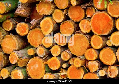 Gefällte Bäume Trunks, Hayedo de Otzarreta, Otzarreta Buchenwald, Gorbeia Naturpark, Bizkaia, Baskenland, Spanien, Europa Stockfoto