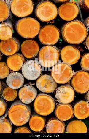 Gefällte Bäume Trunks, Hayedo de Otzarreta, Otzarreta Buchenwald, Gorbeia Naturpark, Bizkaia, Baskenland, Spanien, Europa Stockfoto