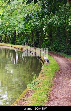 Graureiher am Ufer des Grand Union Canal in Stoke Hammond, Milton Keynes Stockfoto