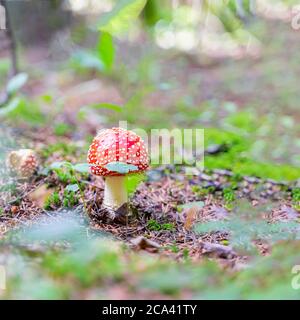 Schöne, aber giftige Pilze Amanita Nahaufnahme, heller sonniger Tag im Sommer Stockfoto