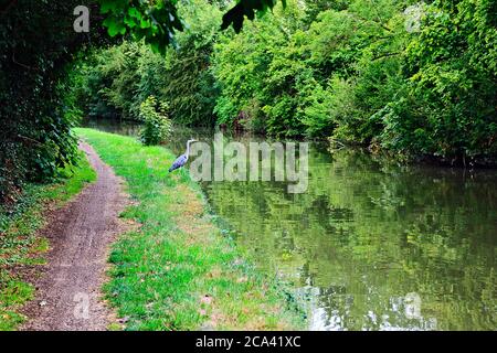 Graureiher am Ufer des Grand Union Canal in Stoke Hammond, Milton Keynes Stockfoto