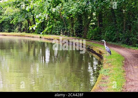 Graureiher am Ufer des Grand Union Canal in Stoke Hammond, Milton Keynes Stockfoto