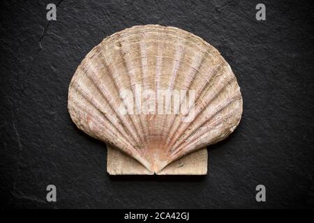 Ein Beispiel der Muschel eines Königs Jakobsmuschel, Pecten maximus, fotografiert auf einem dunklen Schieferhintergrund. Dorset England GB Stockfoto