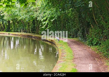 Graureiher am Ufer des Grand Union Canal in Stoke Hammond, Milton Keynes Stockfoto