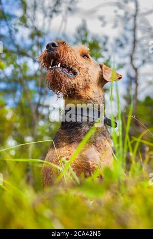 Airedale Terrier Portrait - Hund im Wald Stockfoto