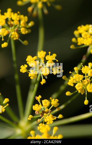 Blühender Fenchel, Foeniculum vulgare, wild am Rande eines Fußweges wachsend. Dorset England GB Stockfoto