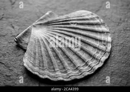 Ein Beispiel der Muschel eines Königs Jakobsmuschel, Pecten maximus, fotografiert auf einem dunklen Schieferhintergrund. Schwarz und Weiß. Dorset England GB Stockfoto