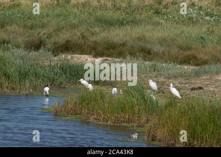 Cattle Egret, Bubulcus ibis, Western Cattle Egret, am Wasser im Feld von Halsey's Farm, Pagham Harbour, West Sussex, Großbritannien, Juli Stockfoto