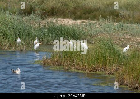 Cattle Egret, Bubulcus ibis, Western Cattle Egret, am Wasser im Feld von Halsey's Farm, Pagham Harbour, West Sussex, Großbritannien, Juli Stockfoto