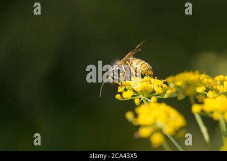 Eine Wespe, die auf blühendem Fenchel, Foeniculum vulgare, wild am Rande eines Fußweges wächst. Dorset England GB Stockfoto