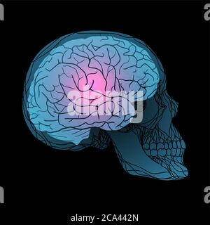 Röntgenstrahlen des menschlichen Schädels mit dem Gehirn. Vektorgrafik für Ihre Kreativität Stock Vektor