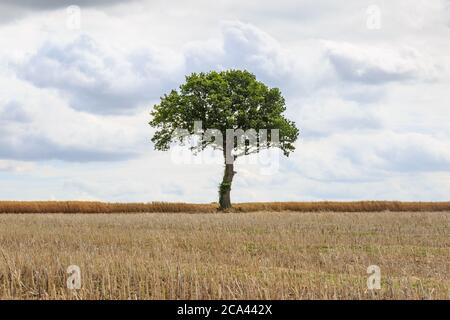 Ein eineinziger Baum in Suffolk Ackerland Stockfoto