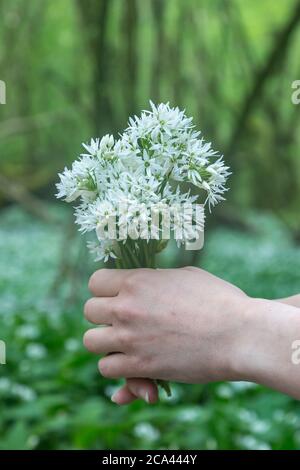 Ein Strauß wilder Knoblauchblüten wird im Frühling im Sussex-Wald gehalten Stockfoto