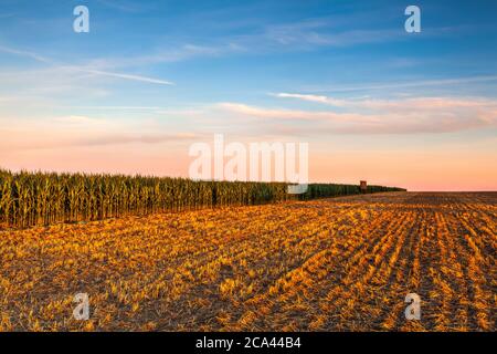 Aussichtsturm zwischen Maisfeld und leerem Feld nach der Ernte. Panoramabild mit gemähtem Weizenfeld bei sonnigem Tag. Tschechische Republik. Stockfoto