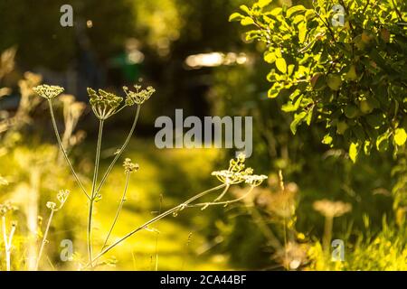 Umbellifer. Heracleum sphondylium - Hogweed. Rose Cottage Garden. Stockfoto