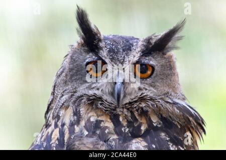 Uhu Stockfoto