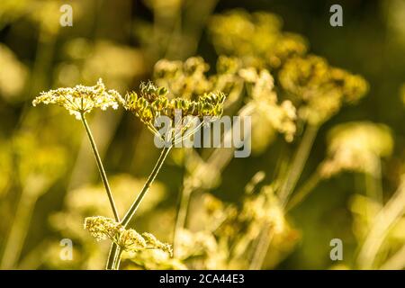 Umbellifer. Heracleum sphondylium - Hogweed. Rose Cottage Garden. Stockfoto