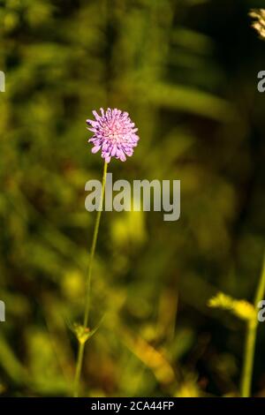 Feld scabious - Knautia arvensis. Rose Cottage Garden. Stockfoto