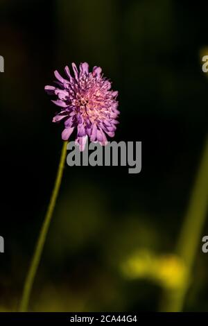 Feld scabious - Knautia arvensis. Rose Cottage Garden. Stockfoto