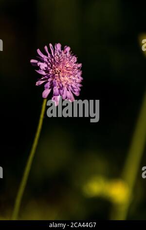 Feld scabious - Knautia arvensis. Rose Cottage Garden. Stockfoto