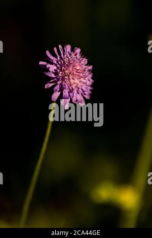 Feld scabious - Knautia arvensis. Rose Cottage Garden. Stockfoto