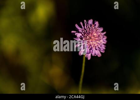 Feld scabious - Knautia arvensis. Rose Cottage Garden. Stockfoto