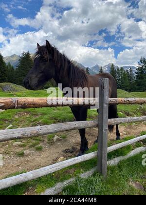 Das Pferd auf der Alm, Duisitzkarsee, Österreich.der Duisitzkarsee ist wohl einer der schönsten Bergseen im Schladminger Tauer Stockfoto