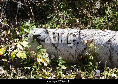 WC Text mit Pfeil geschnitten mit Messer auf Rinde von gefallenen Baum. Stamm der gefällten Espe liegt im Gras und Sträuchern im Wald am sonnigen Herbsttag. Stockfoto