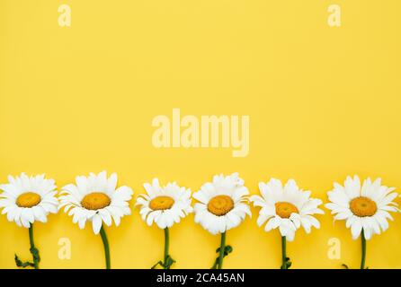 Weiß gefärbte Gänseblümchen-Blumen Grenze auf gelbem Hintergrund mit Kopierraum. Sommer Hintergrund Stockfoto