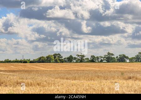Ackerland in Suffolk während der Erntezeit Stockfoto